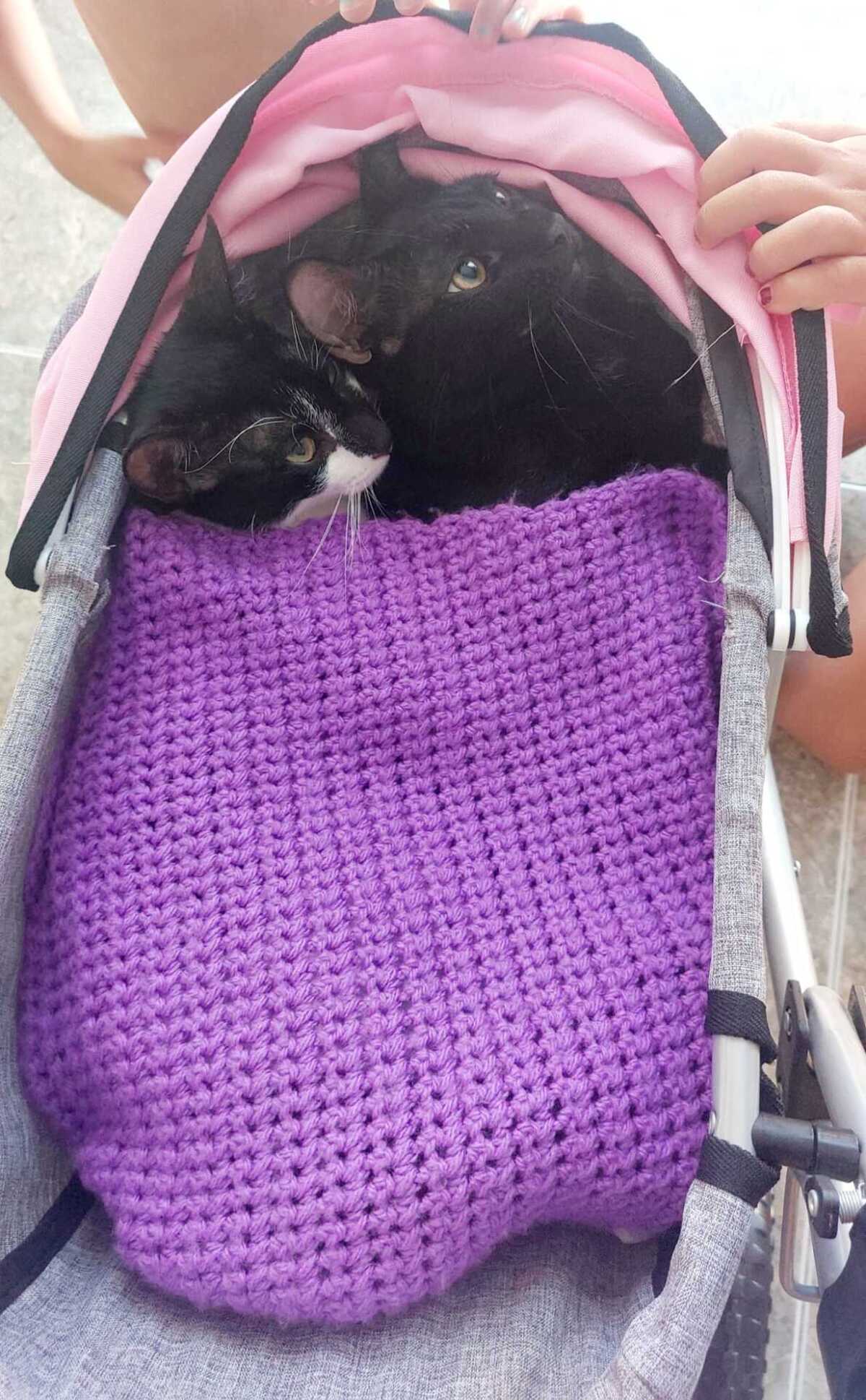 Adoption Rayo et Cosmo