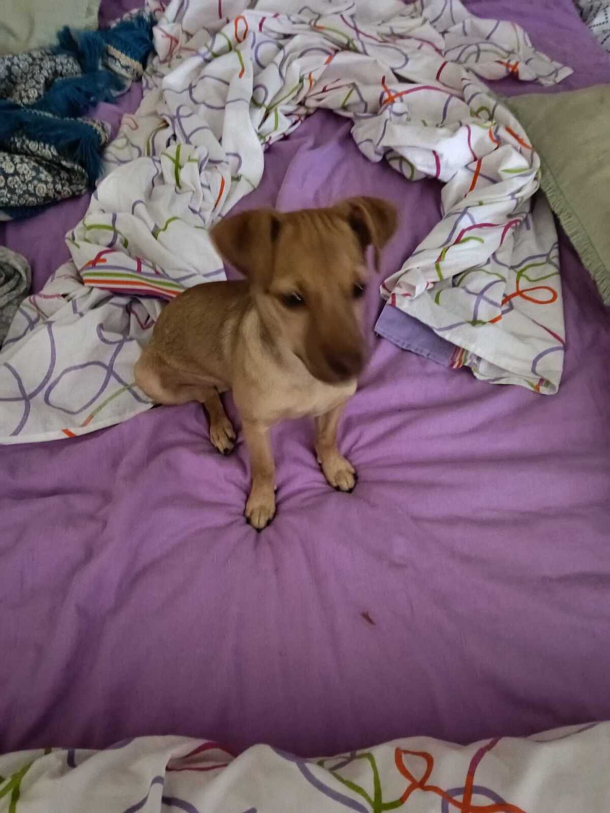 Adoption Lenon