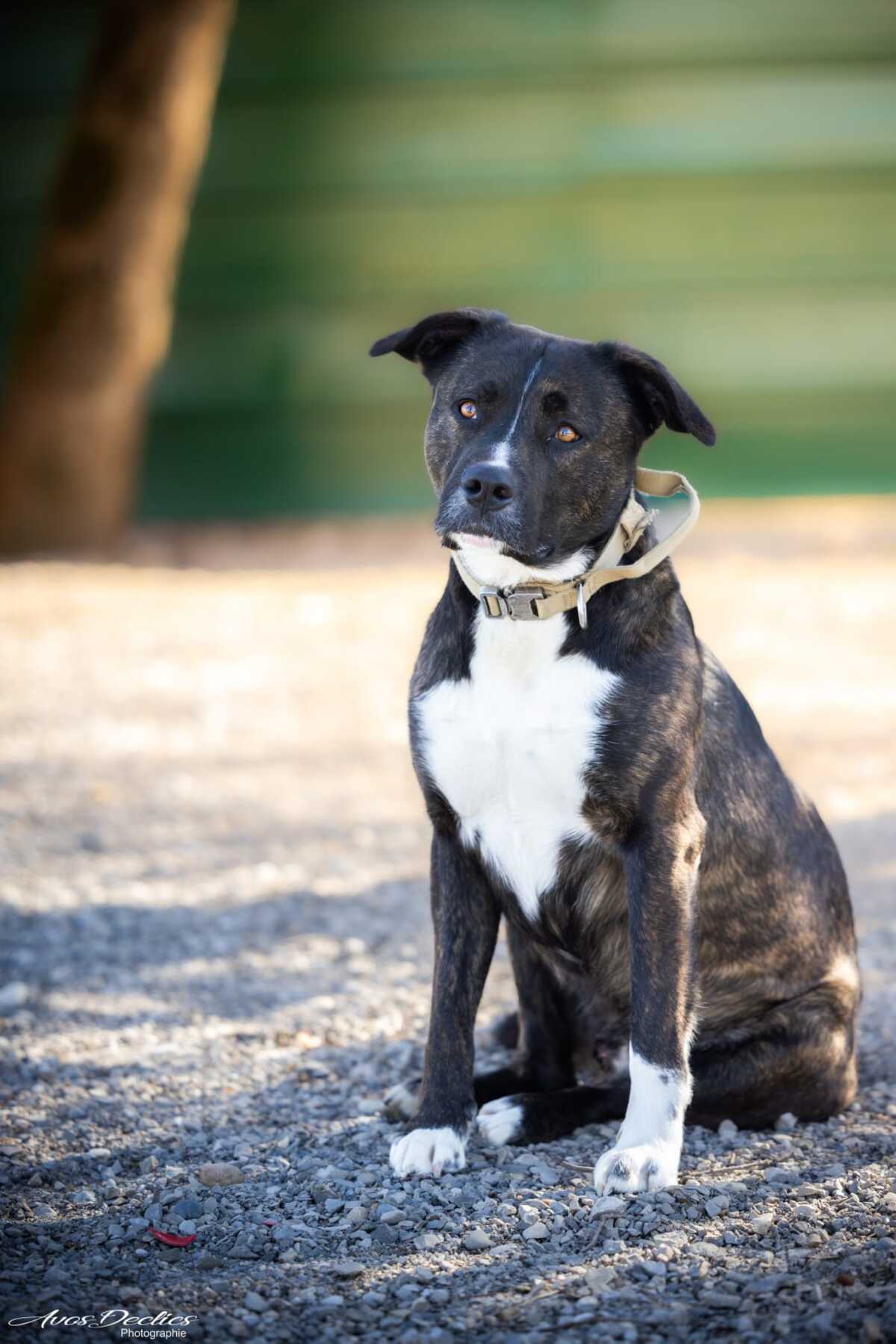 Adoption Echo