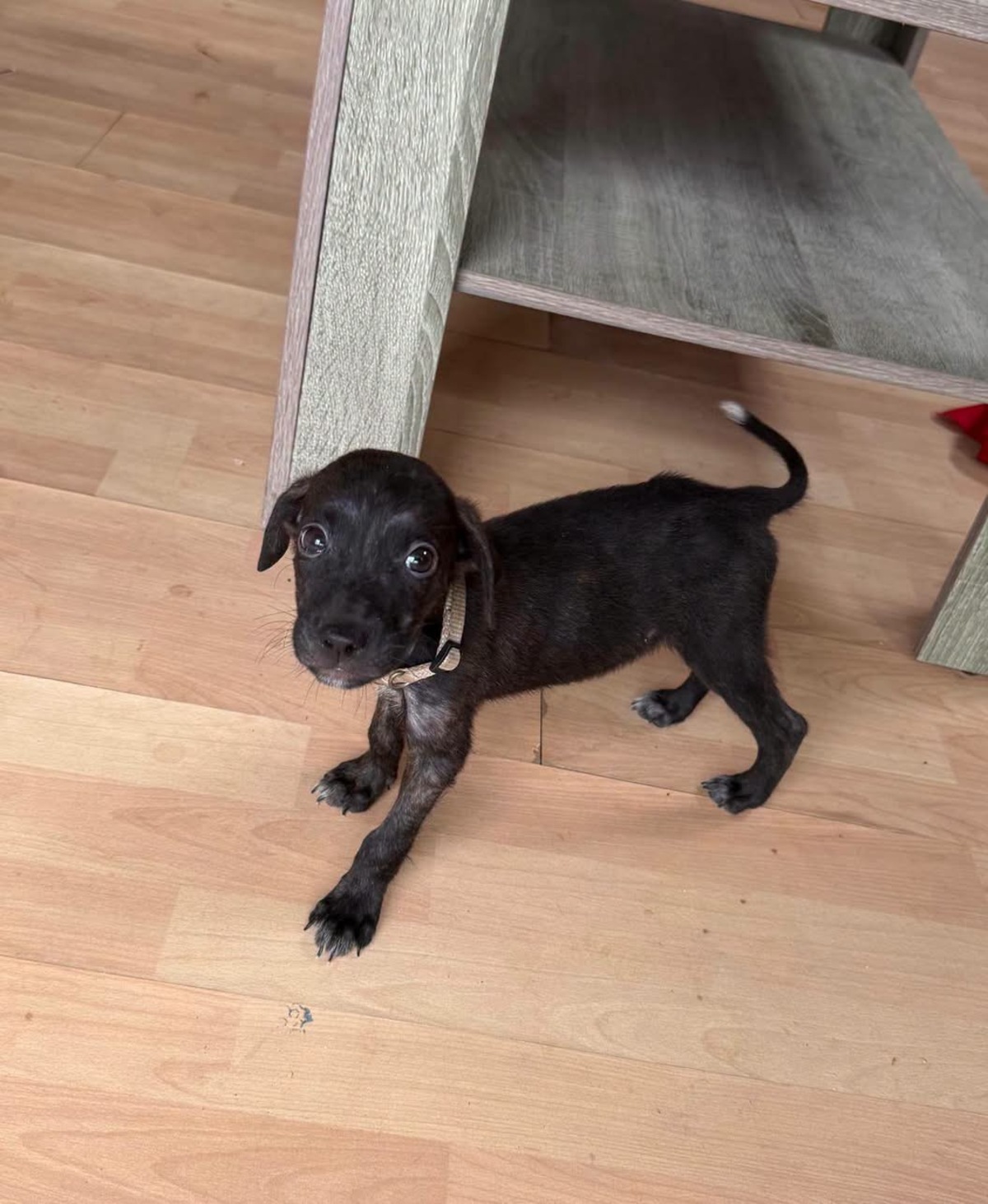 Adoption Kumo