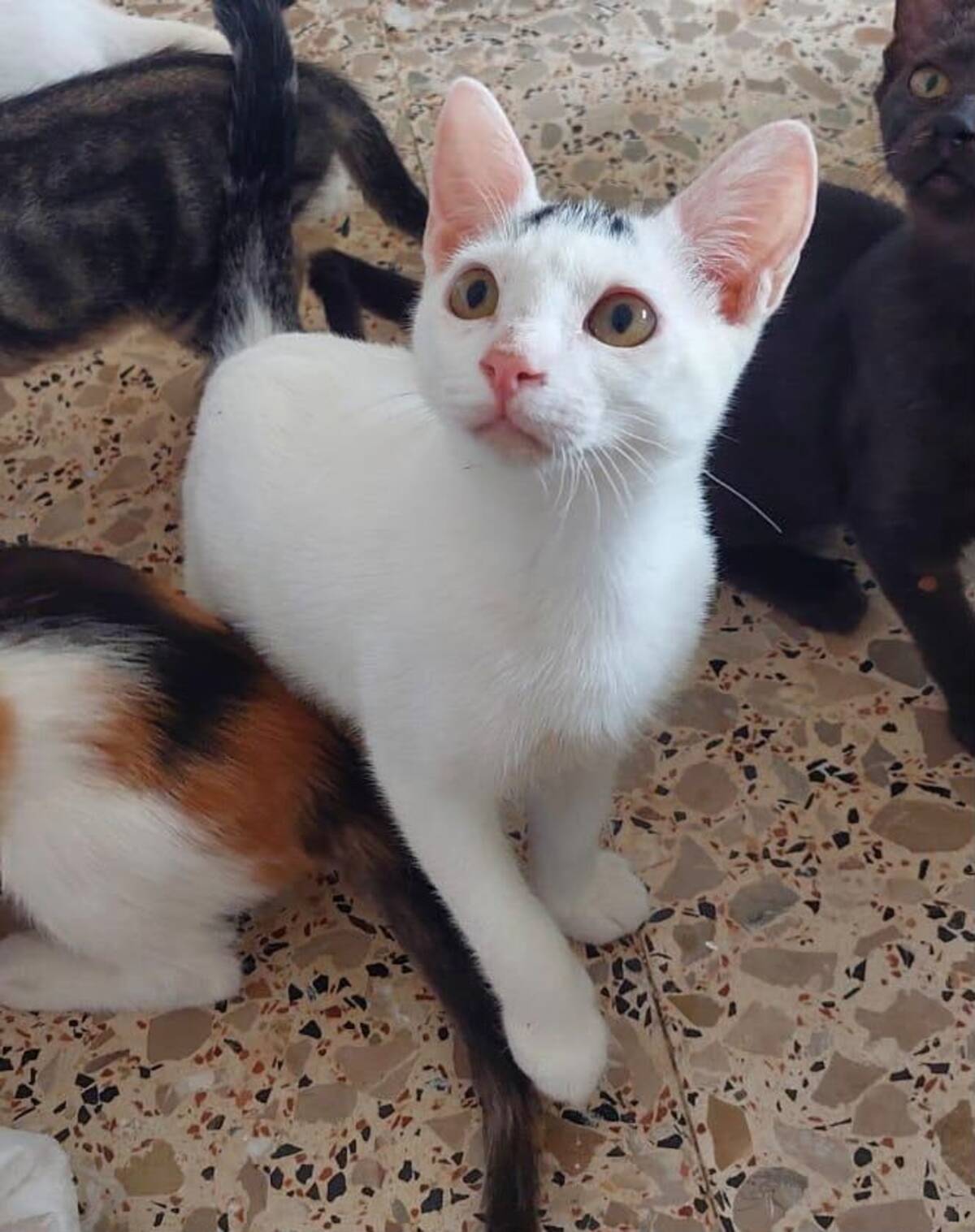 Adoption SUGAR