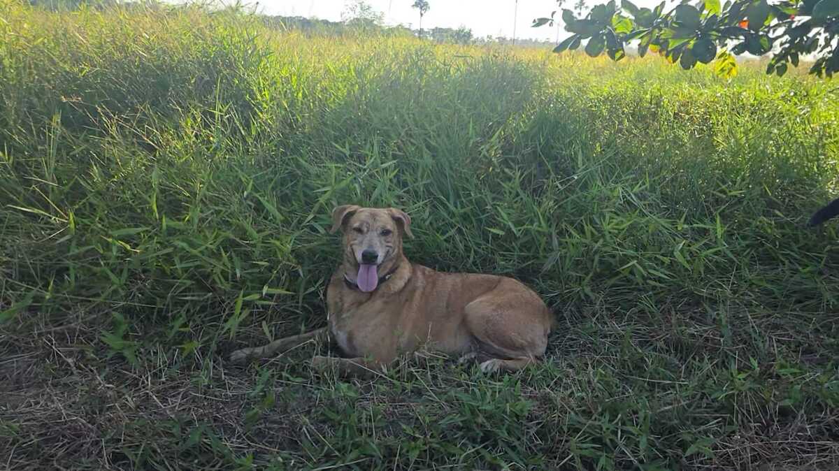 Adoption browny
