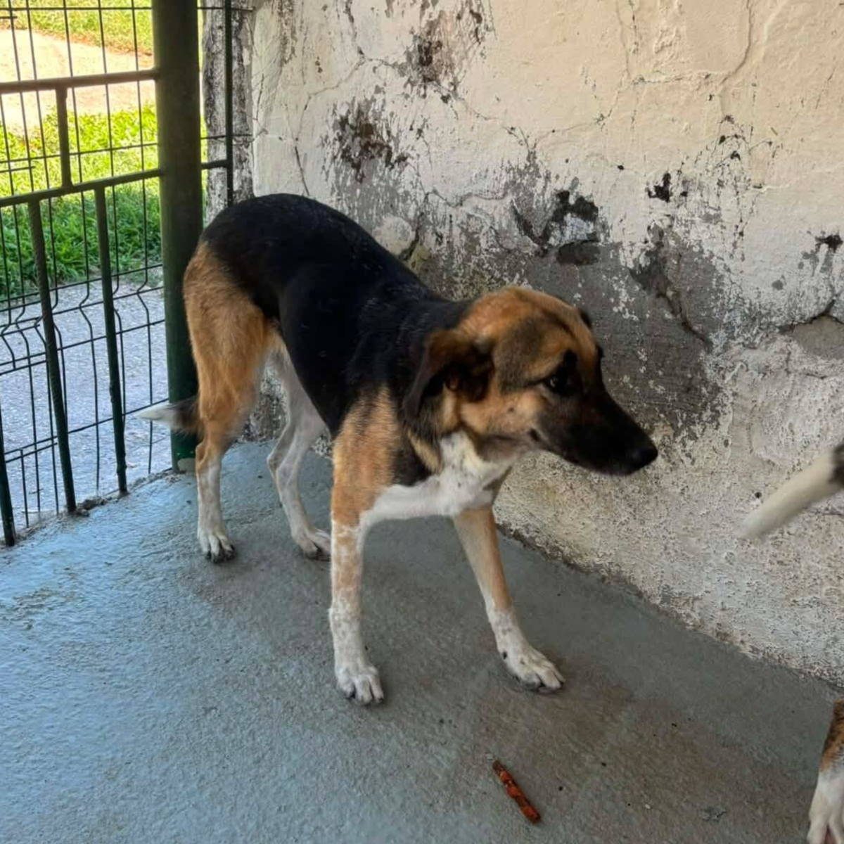 Adoption Lyana