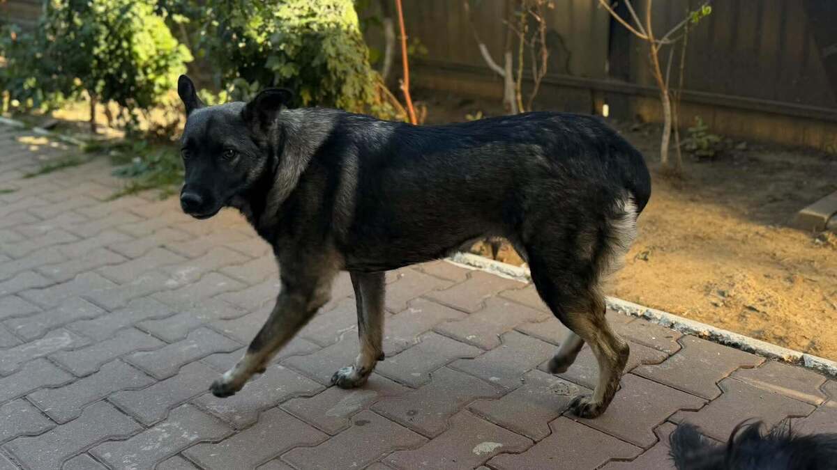Adoption Zorya