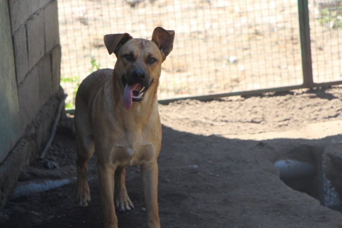 Adoption Vasco