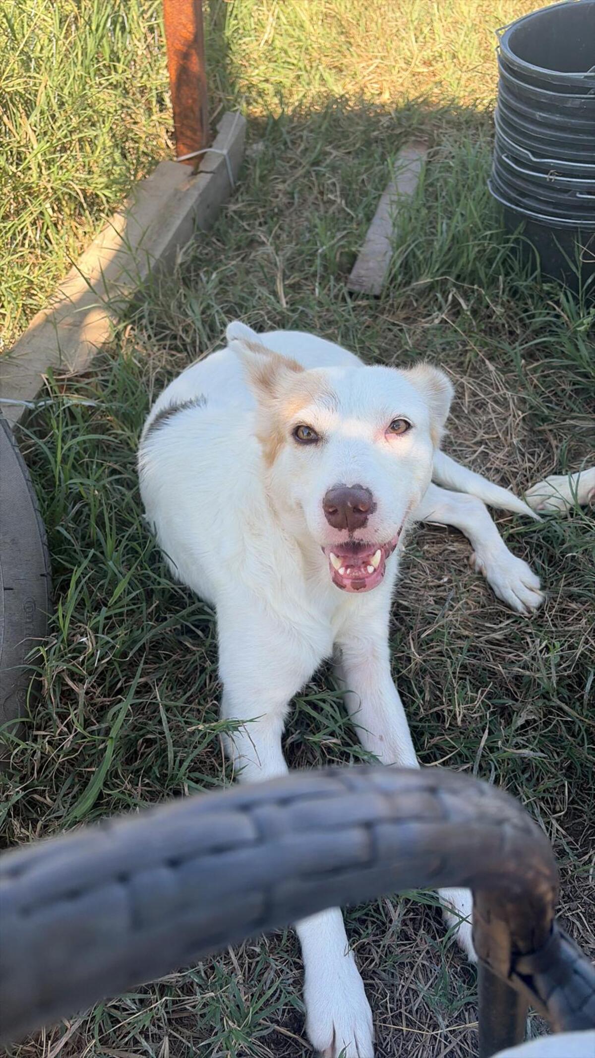 Adoption BELLE