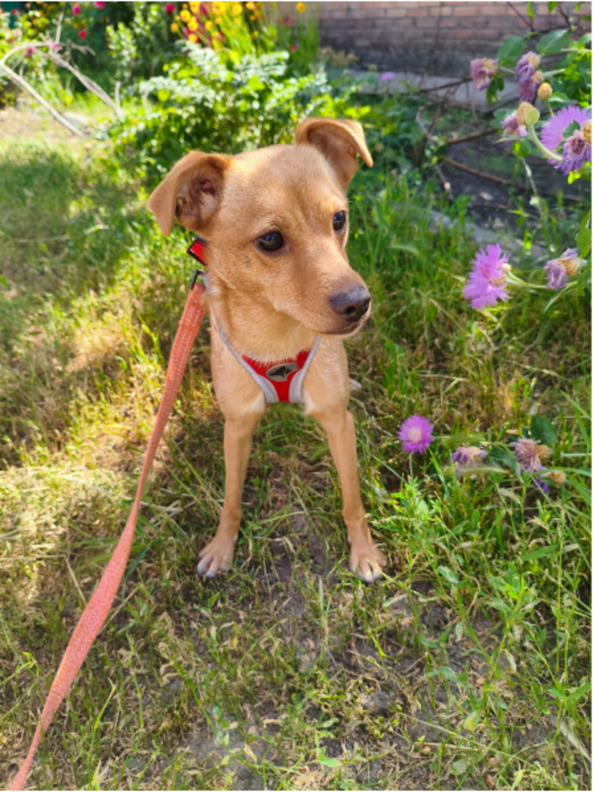 Adoption FANYA, chienne de Ukraine!!