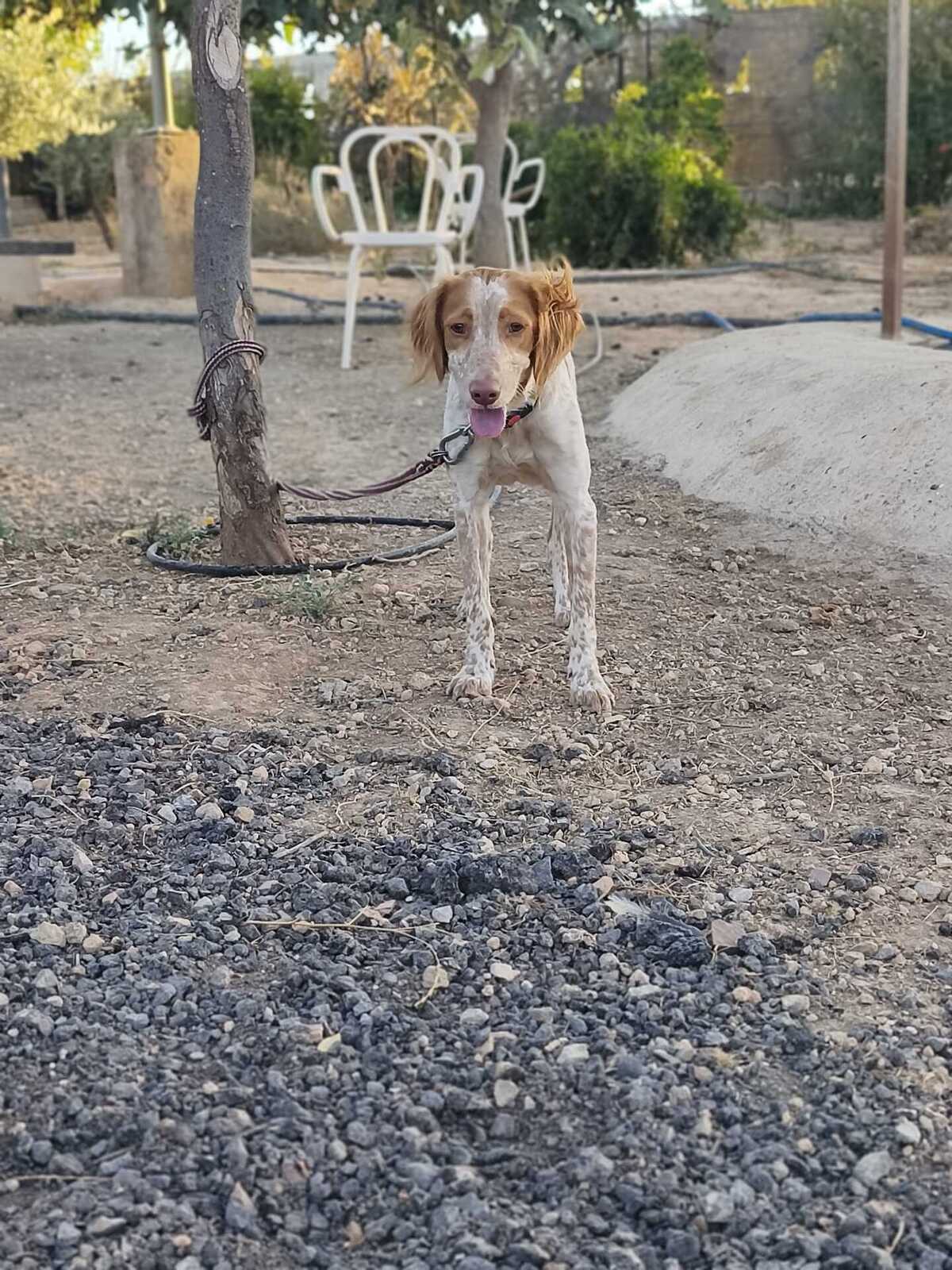 Adoption Scooby