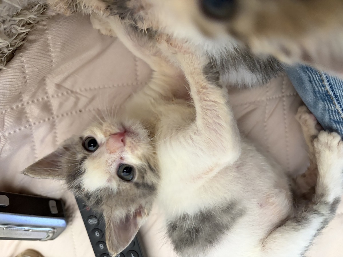 Adoption Petit Prince