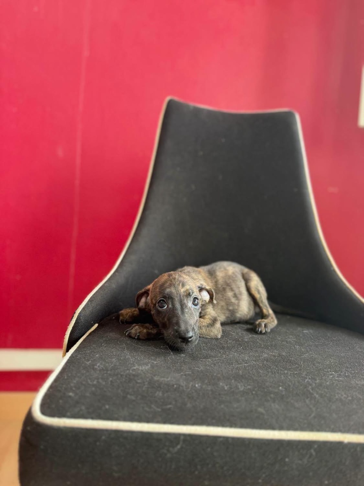 Adoption Kaori