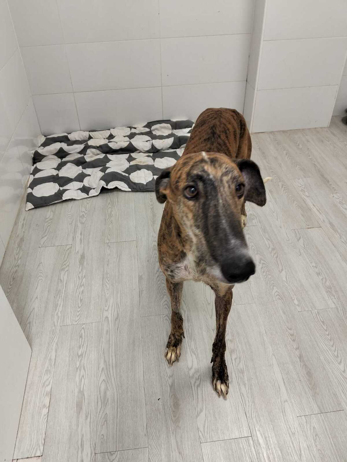 Adoption Juqueton