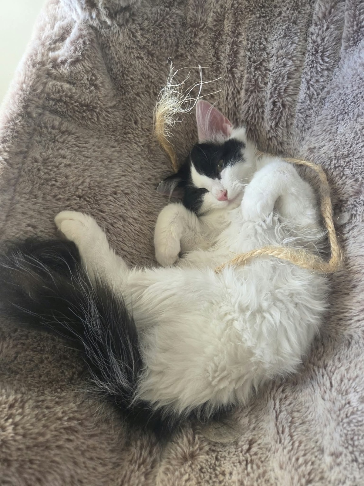 Adoption Pompon