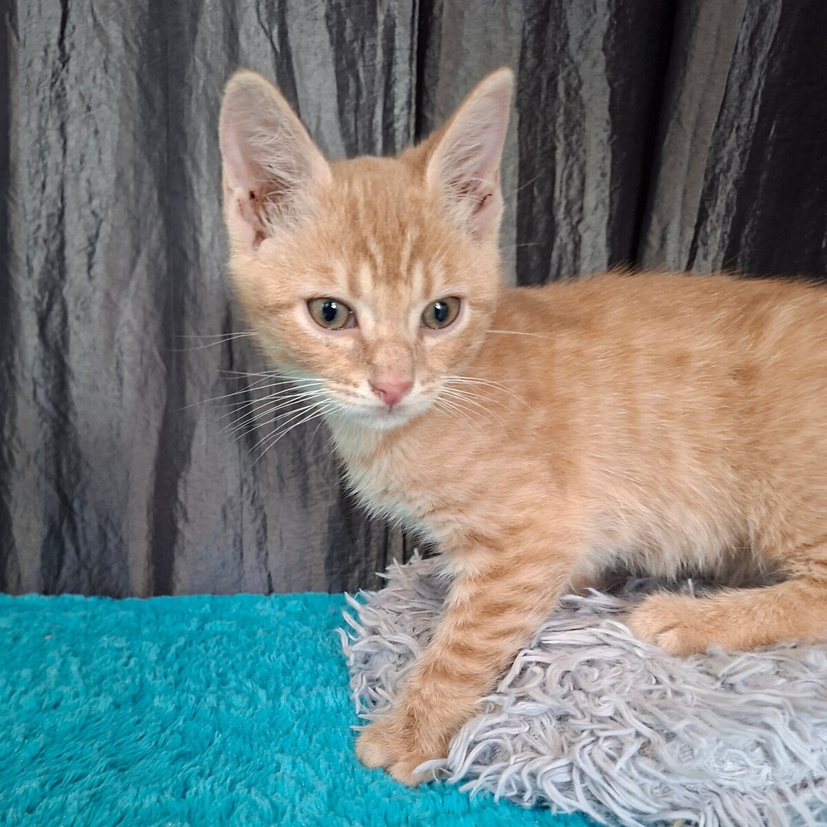 Adoption Bebop
