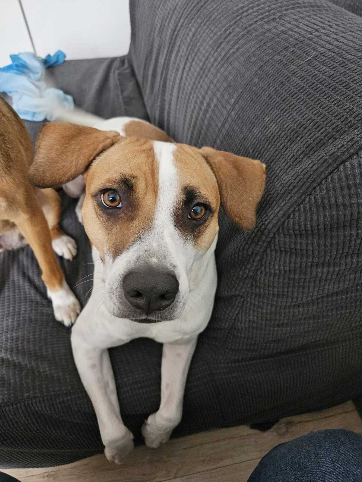 Adoption Elliot