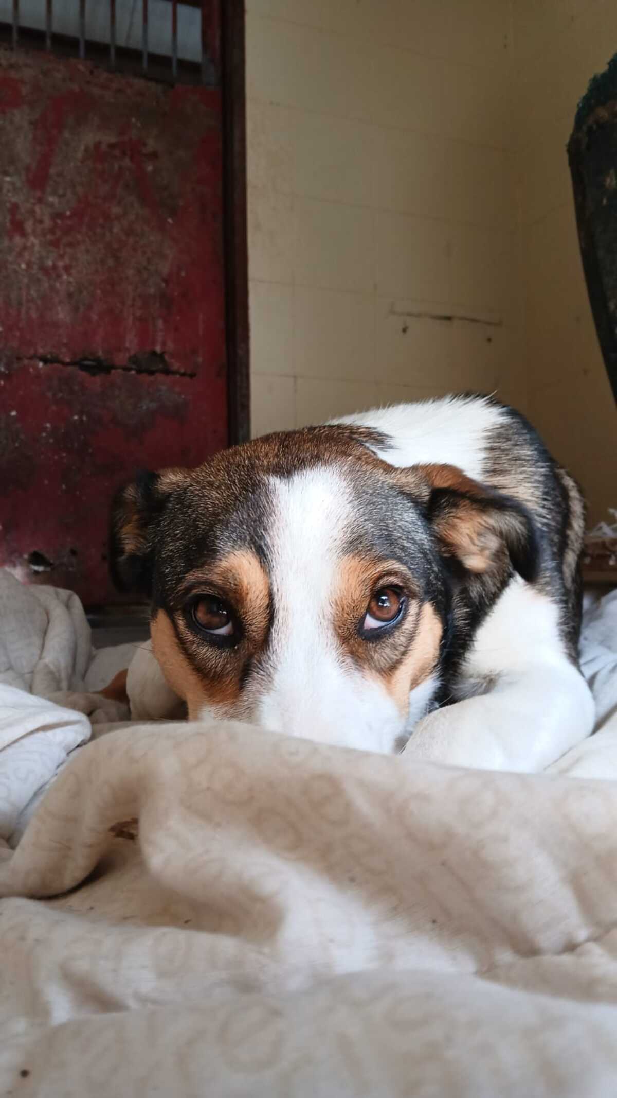 Adoption Mia