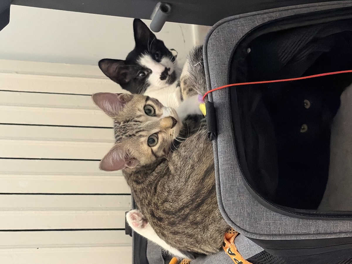 Adoption Kaito et Yasu