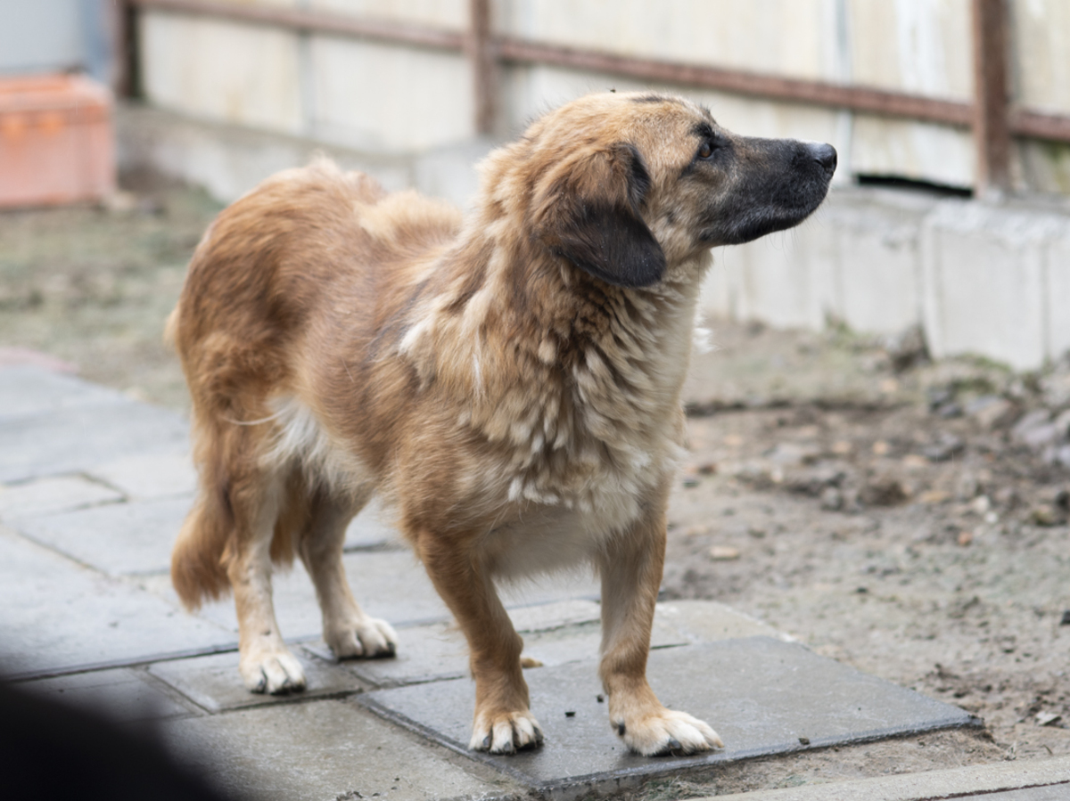 Adoption Louki