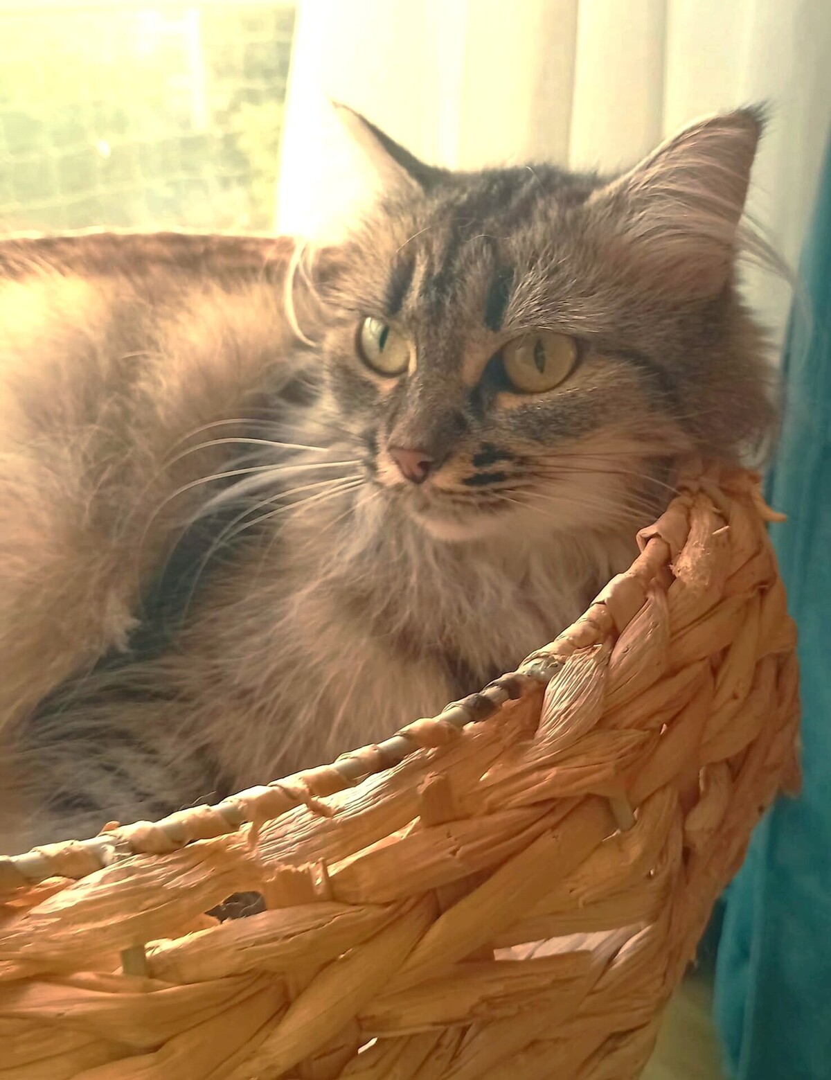 Adoption Tilie
