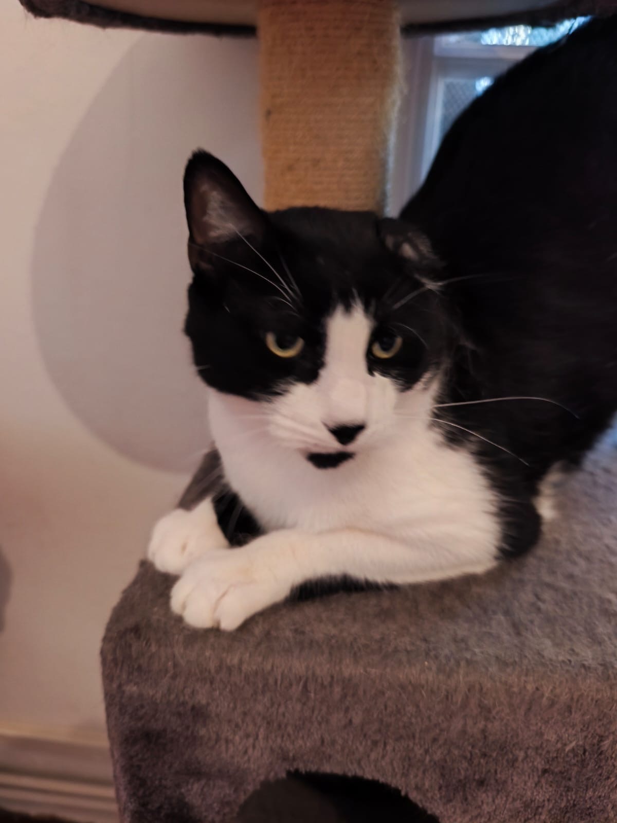 Adoption Lucky