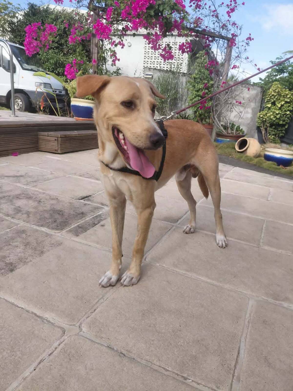 Adoption Kiko