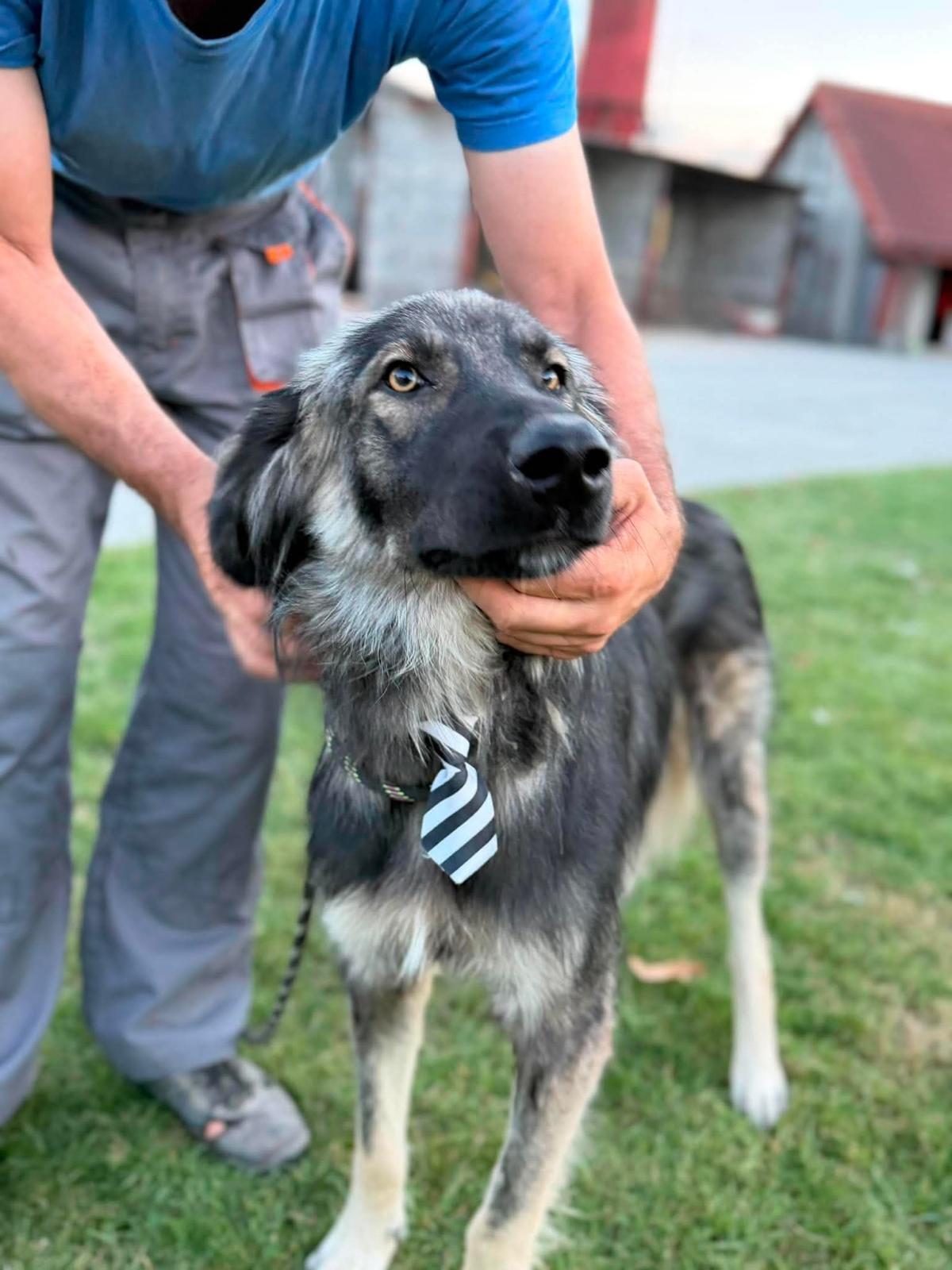 Adoption Devon
