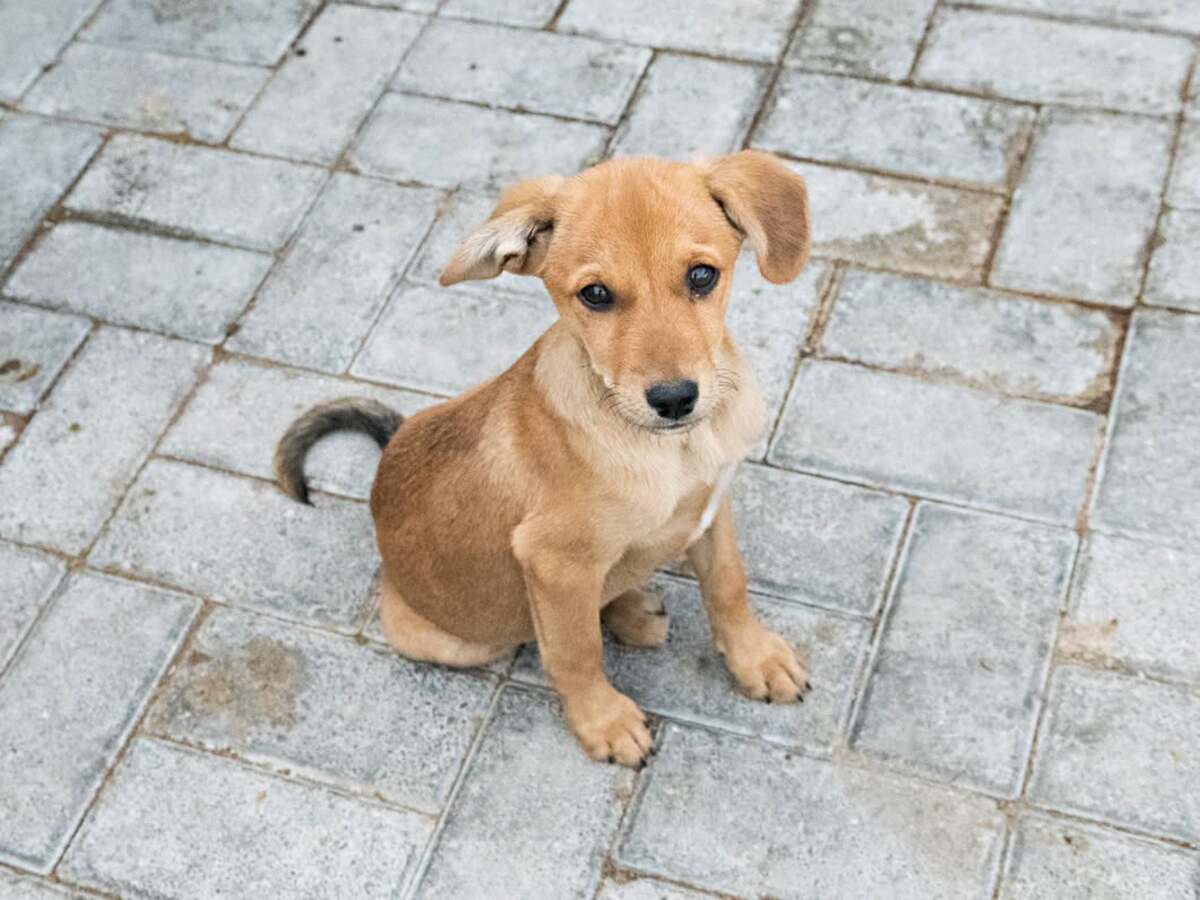 Adoption Ivo