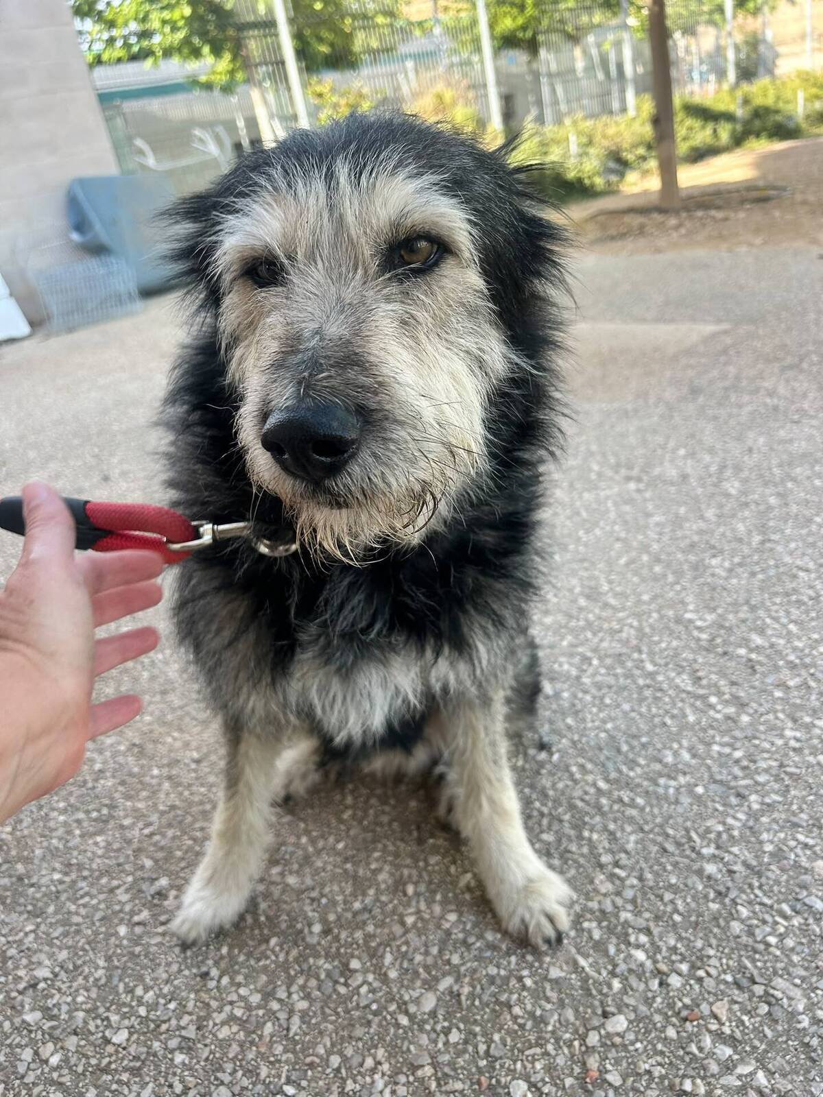 Adoption Sam