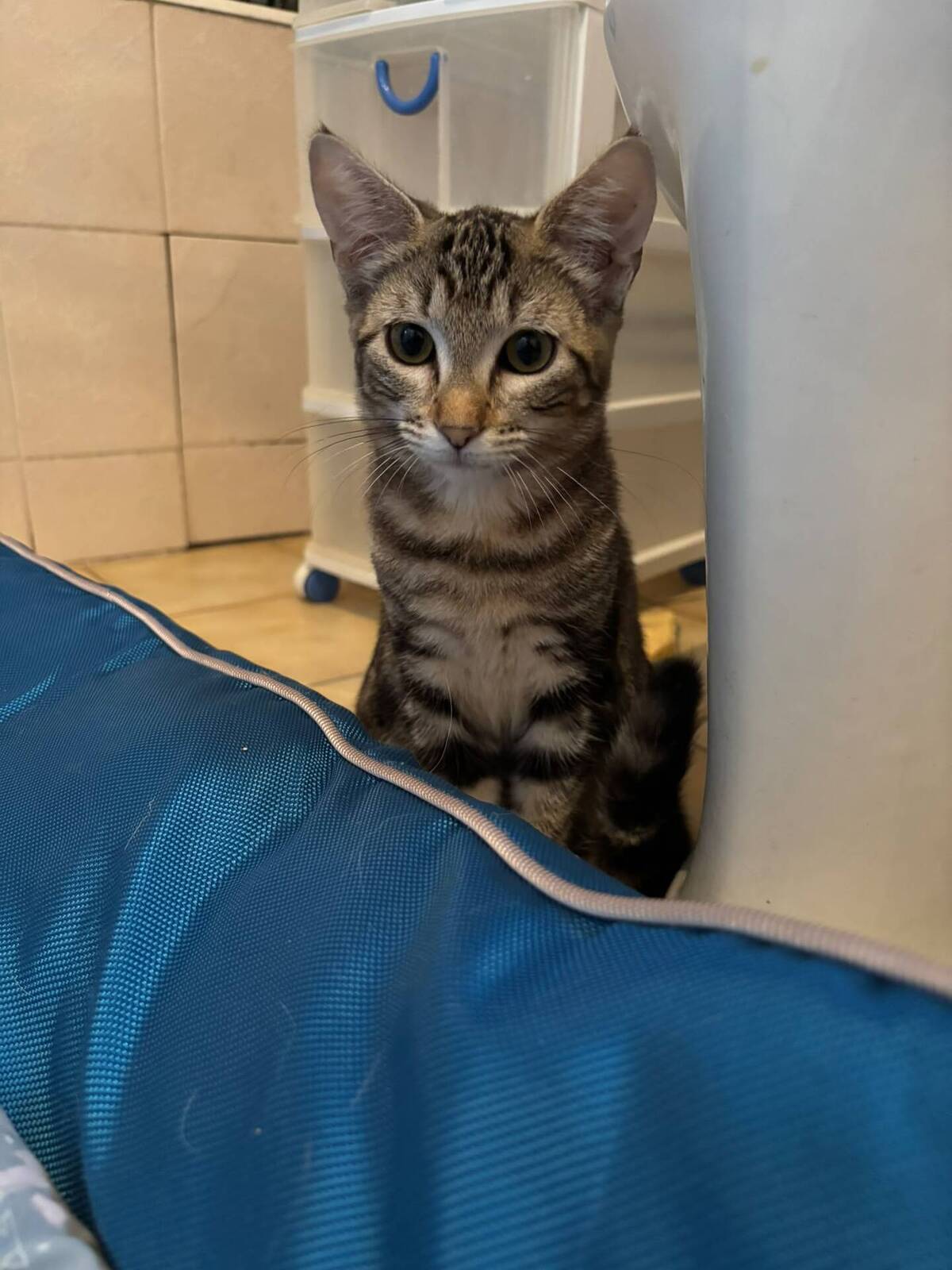Adoption Starlette