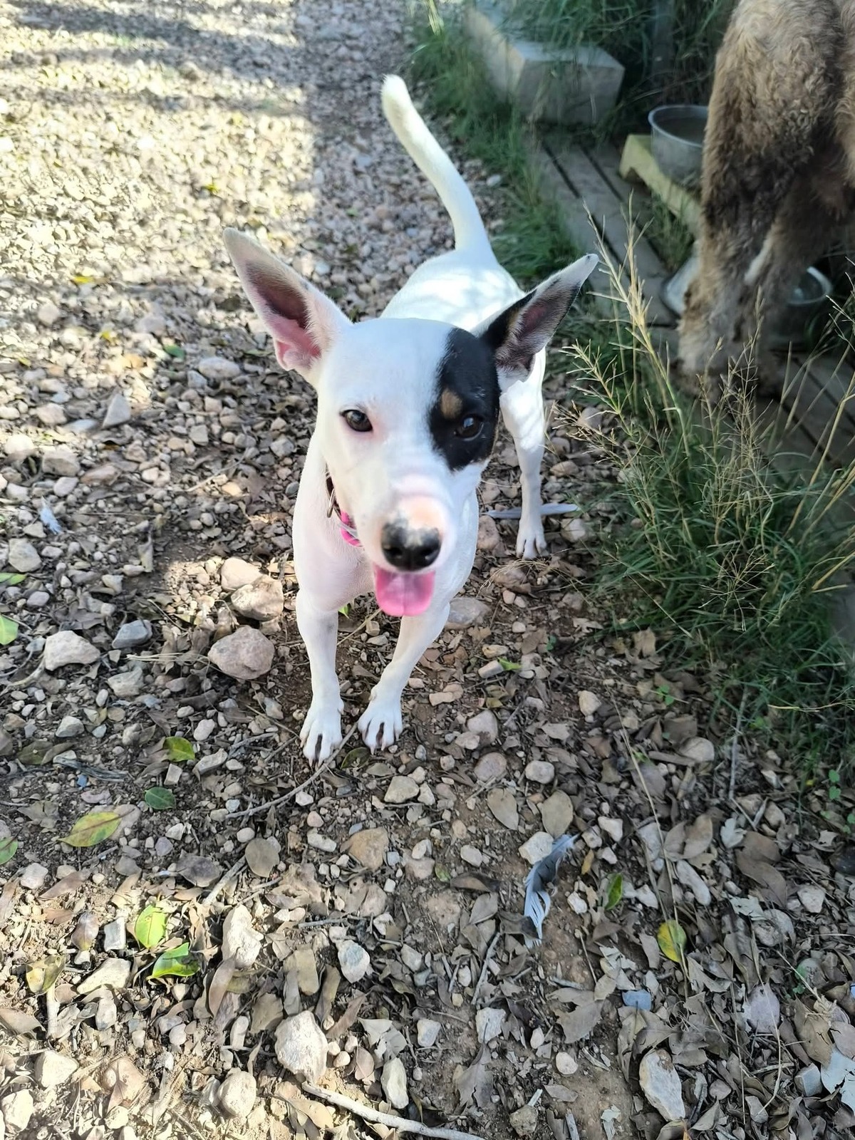 Adoption Paloma