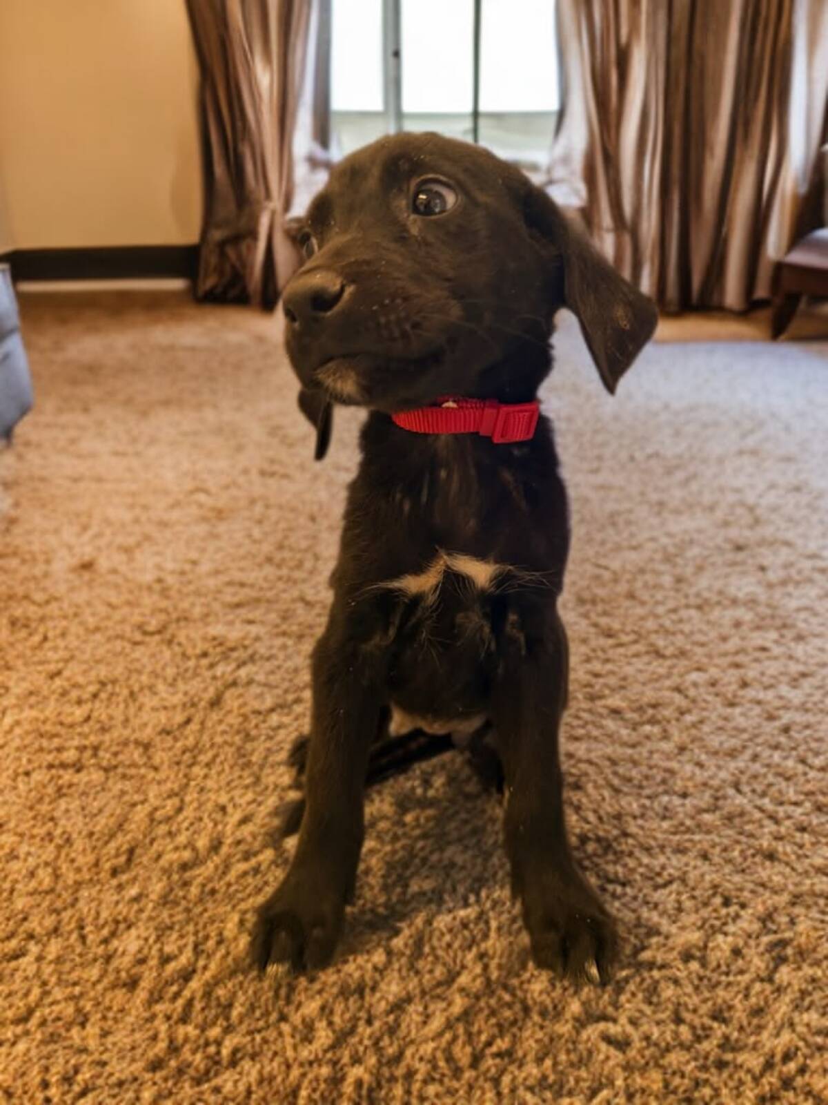 Adoption Xena