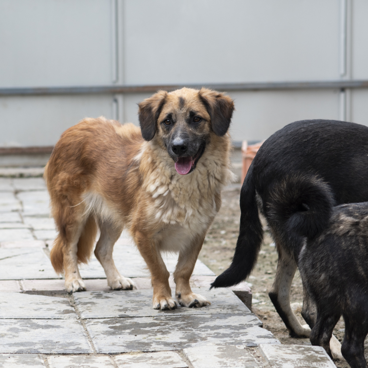 Adoption Louki