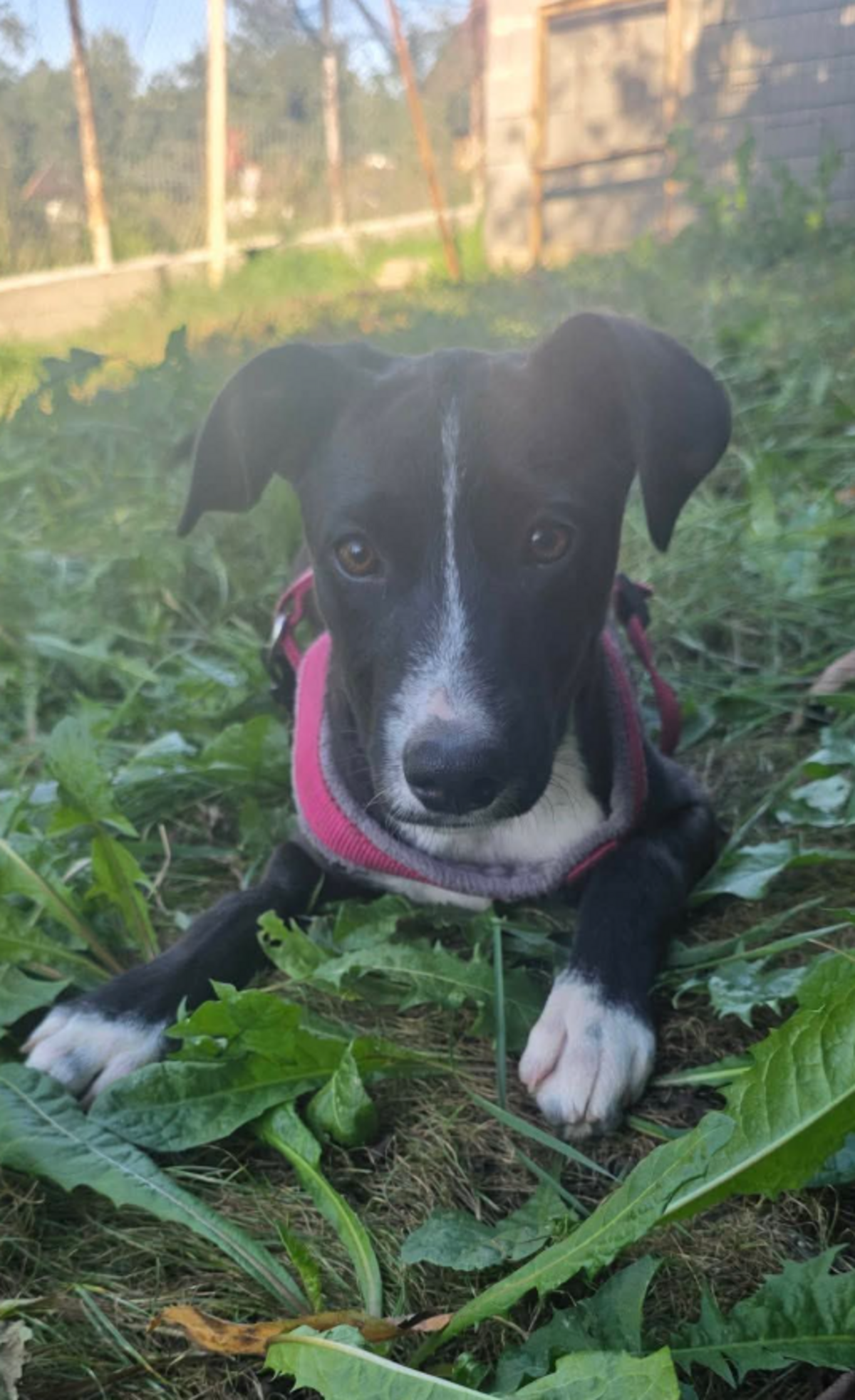 Adoption Charu