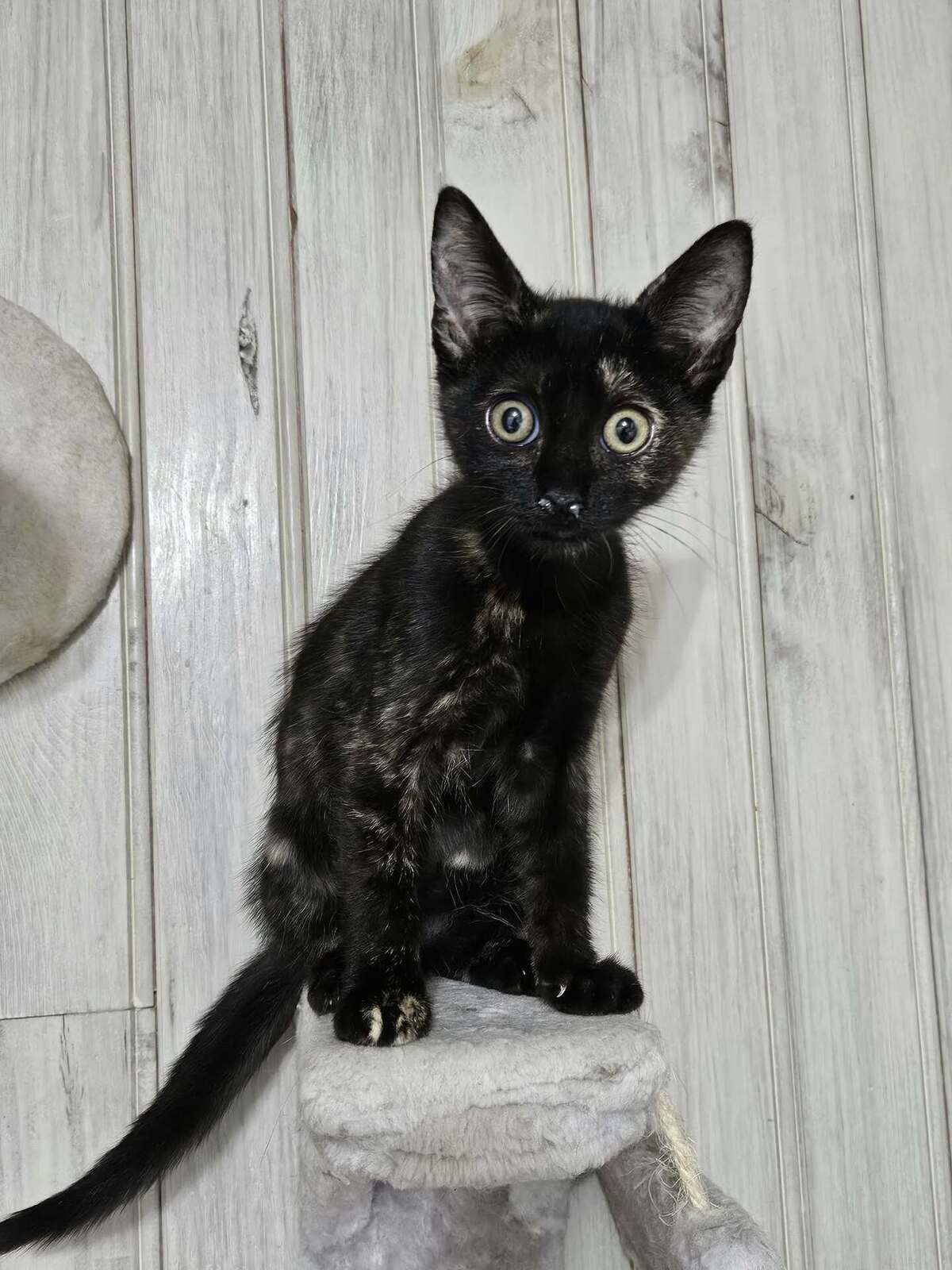 Adoption Spinelle