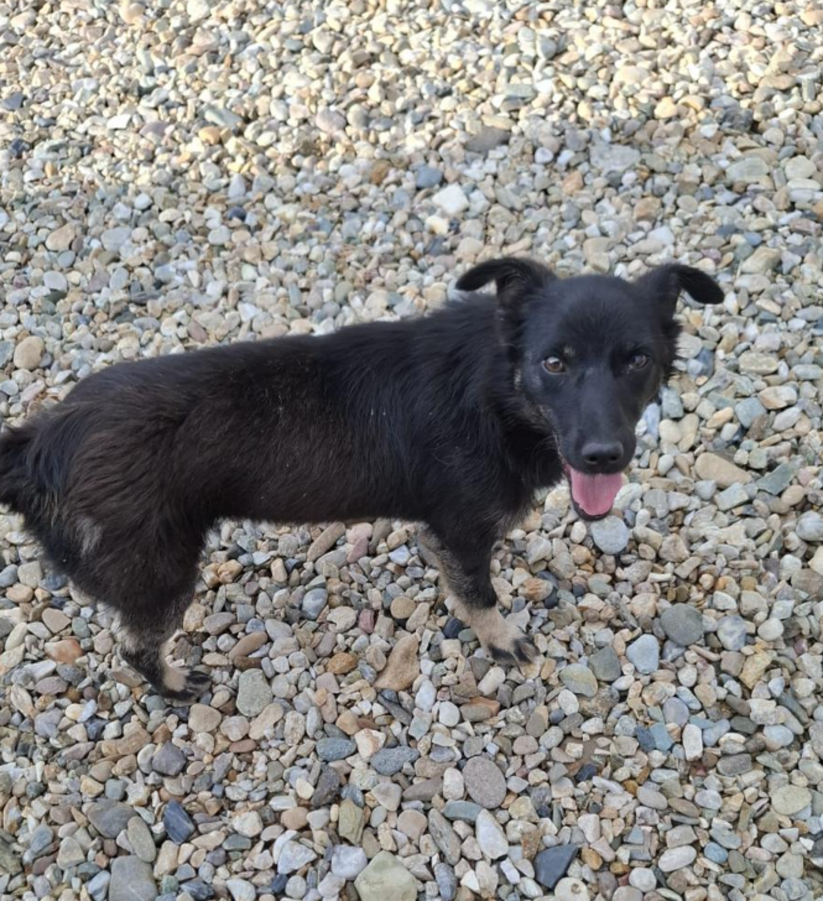 Adoption Nerra