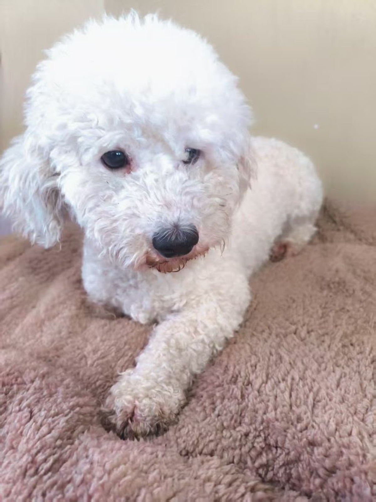 Adoption Roman