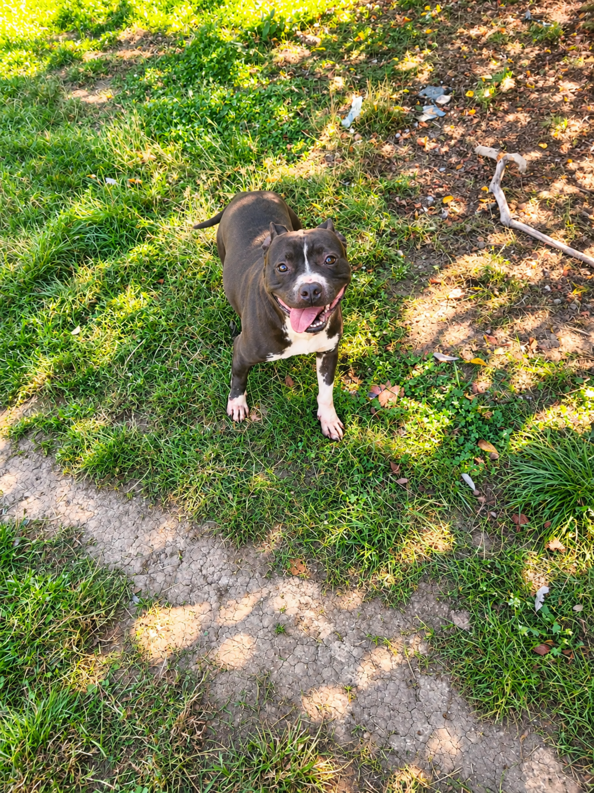 Adoption Pandora