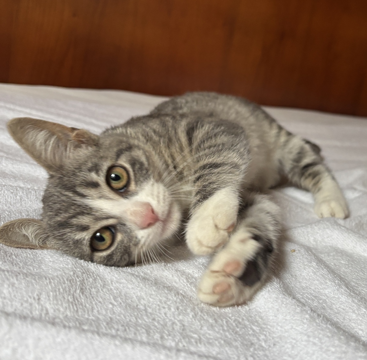 Adoption Bobun