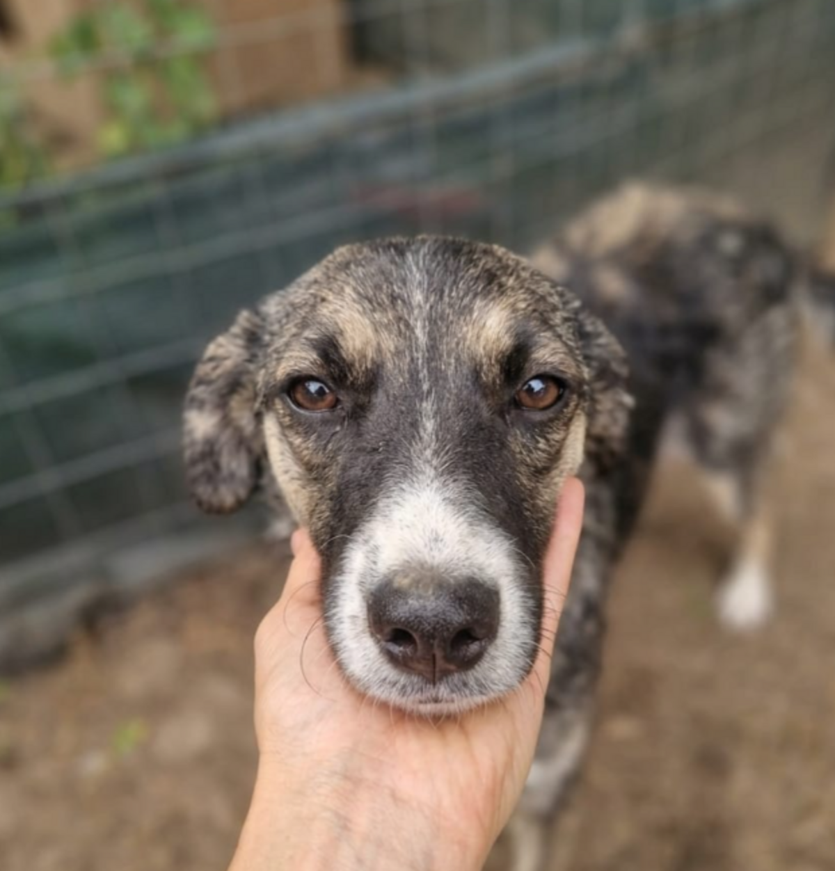 Adoption Amina
