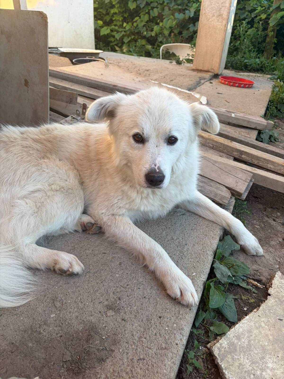 Adoption Sammy
