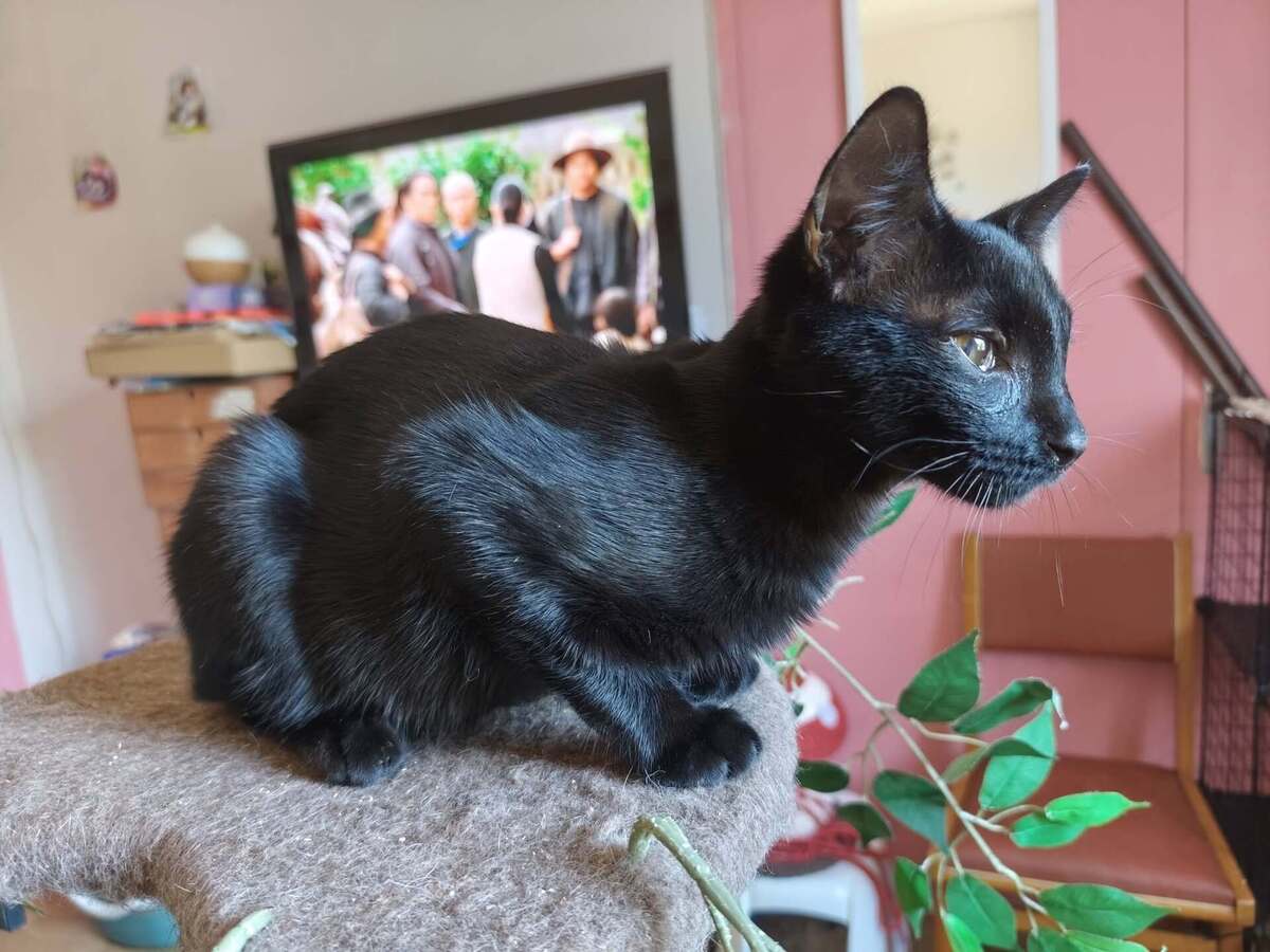 Adoption Buternut 