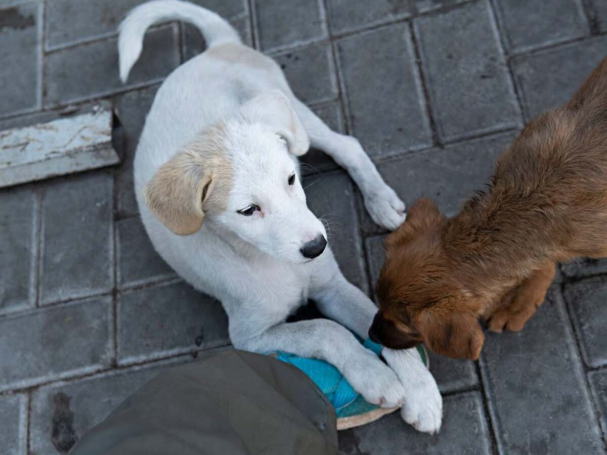 Adoption Grémil