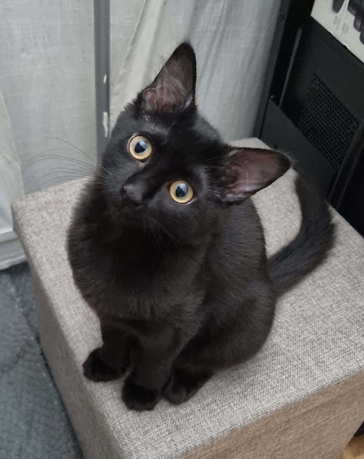Adoption Loen