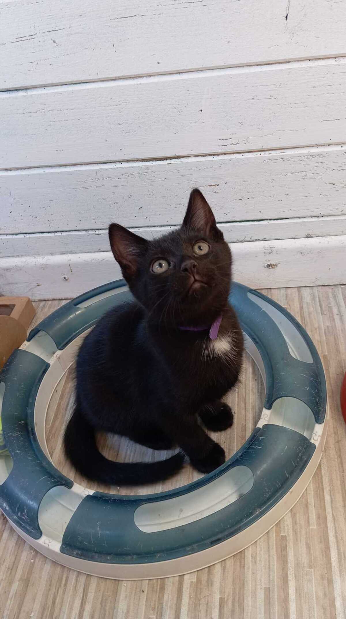 Adoption BABETH