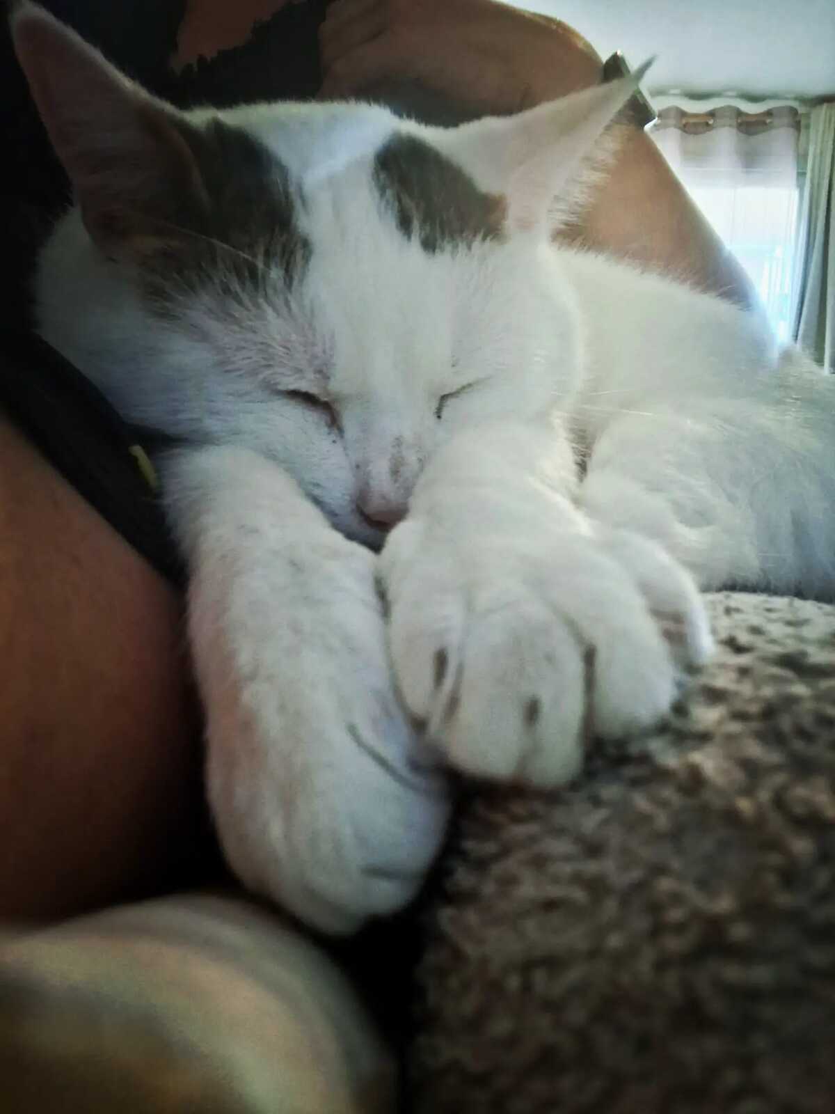 Adoption Mimi