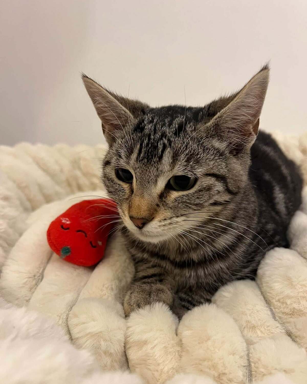 Adoption Goyave 