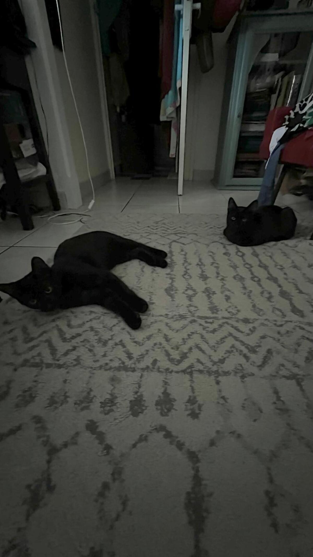 Adoption Alexandro et Pépito