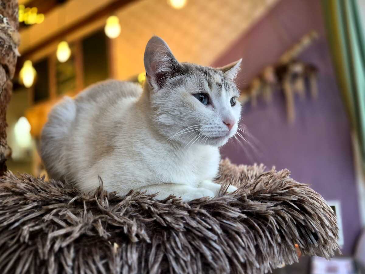 Adoption Eowine