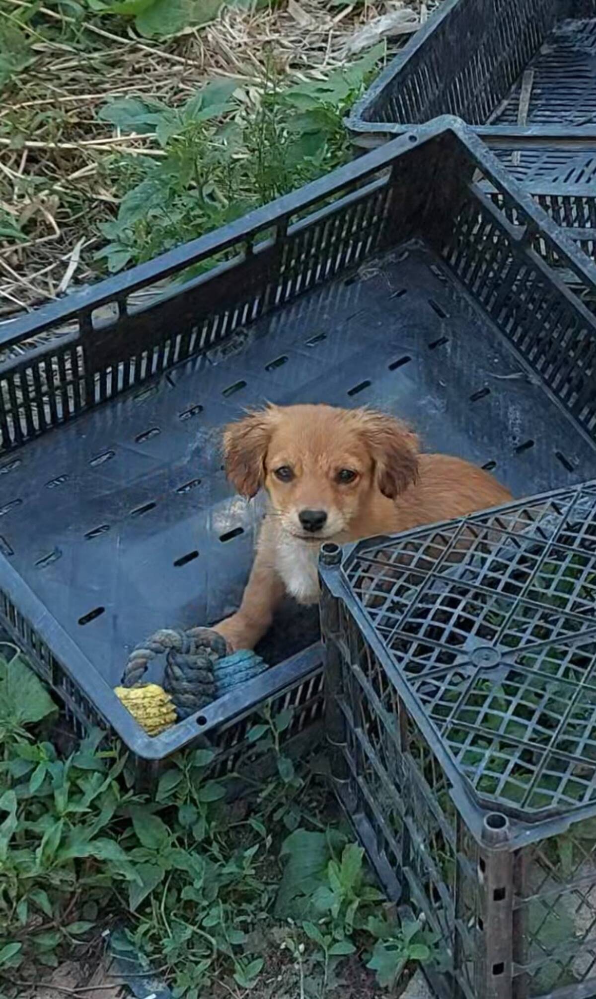 Adoption MANUKA