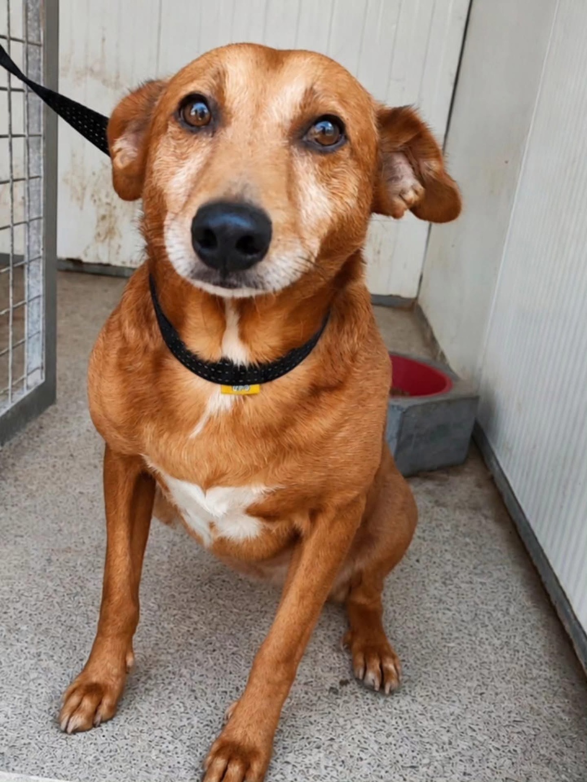 Adoption Benny