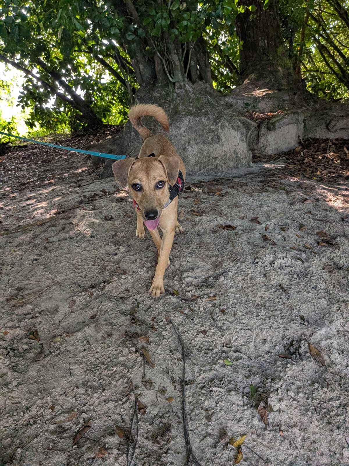 Adoption Luena